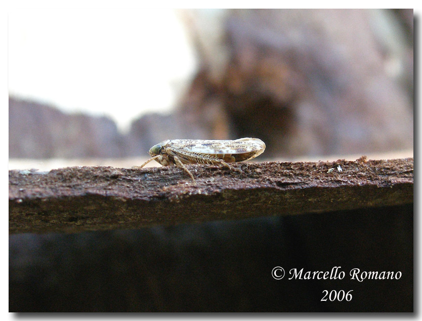 Un Cicadellidae svernante dalla Sicilia